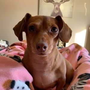 Meet your Posher, Lindsey